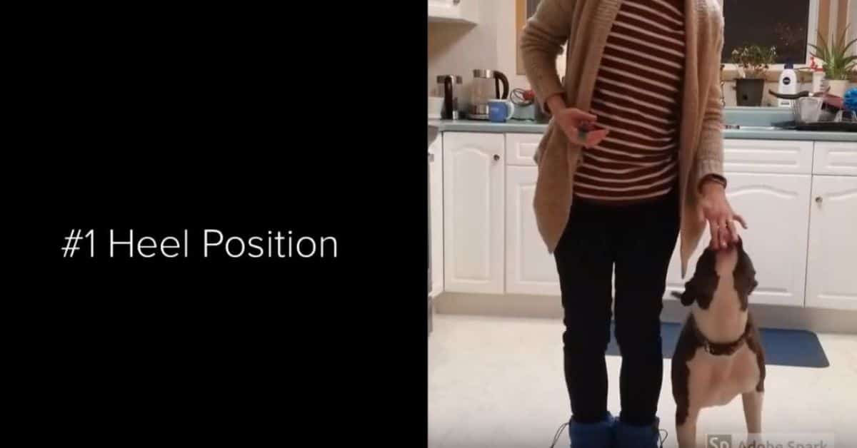 Featured image for “10 Useful Behaviors Using Hand Touch”