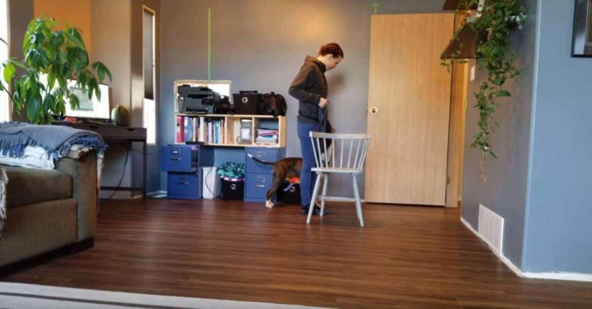 Featured image for “Loose Leash Walking- Start Inside”