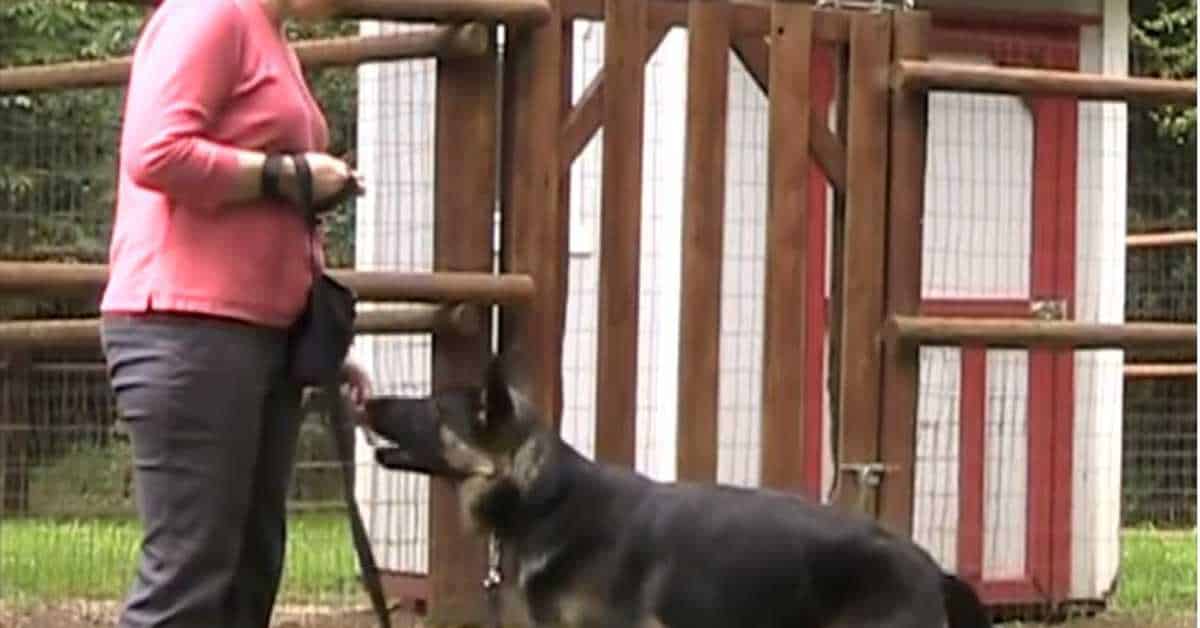 Featured image for “Polite Walking w/ High Rate of Reinforcement Part 1 of 3”