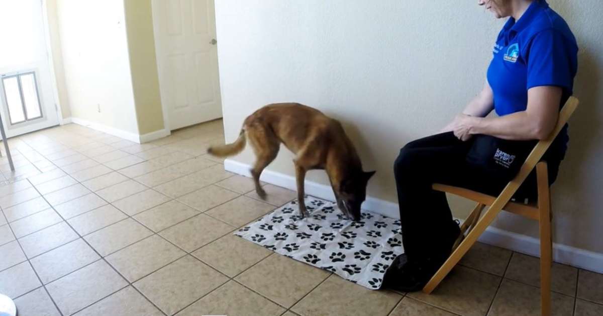 Featured image for “Mat Training for Treatment Station”