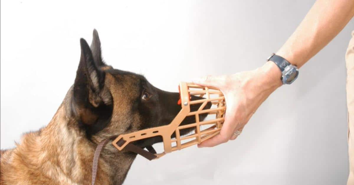 Featured image for “Basket Muzzle Training”