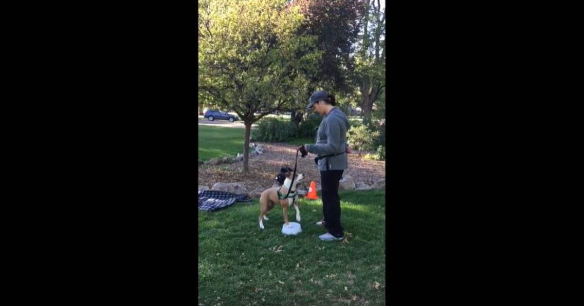 Featured image for “Teaching a Pivot for Rally Obedience (and fun!)”