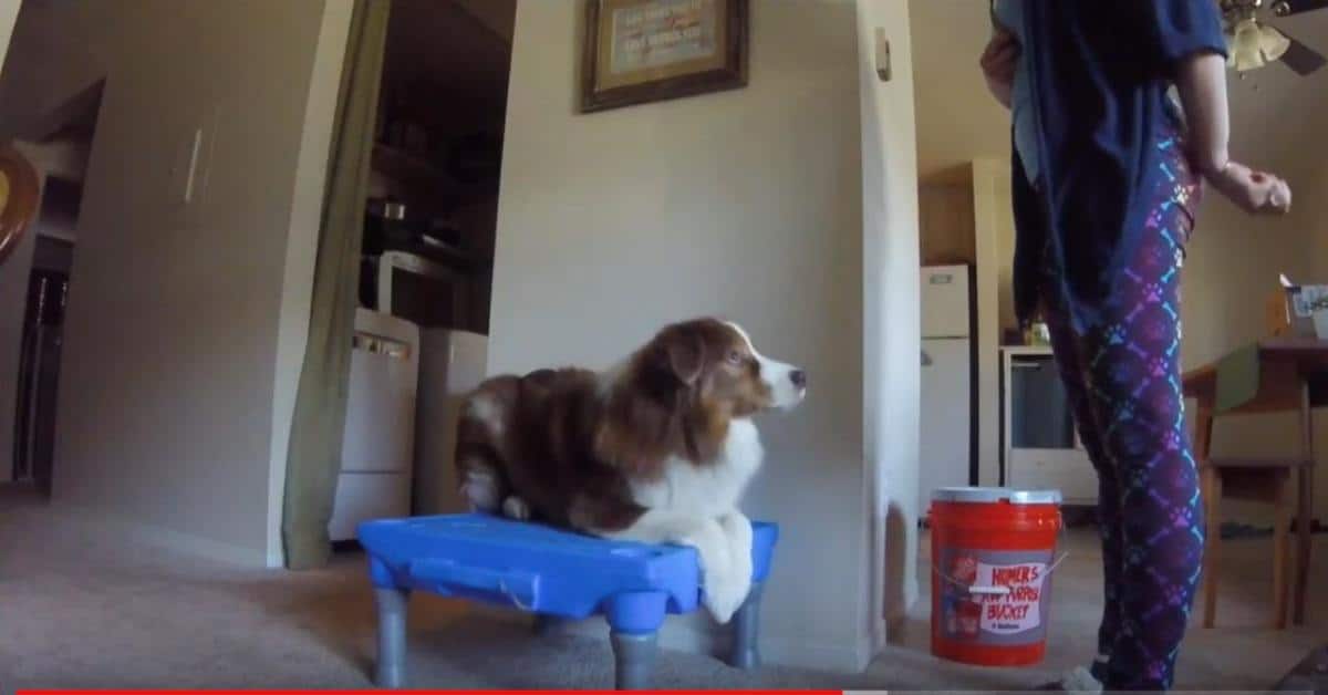 Featured image for “Barking- On Cue With Stimulus Control”