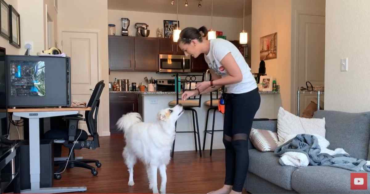 Featured image for “Come When Called-The “Find It” Game”