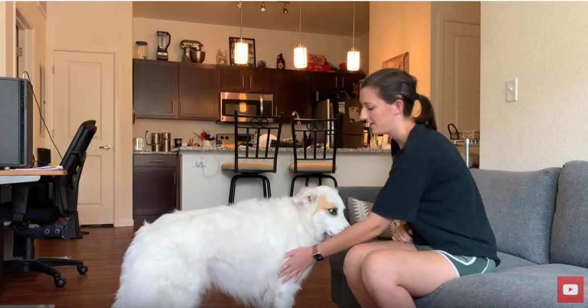 Featured image for “Body Handling Training”