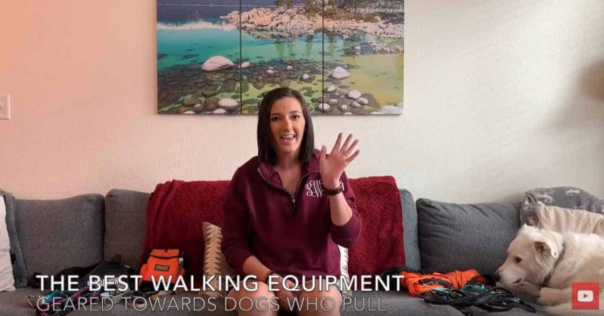 Featured image for “The Best Walking Equipment for Your Dog”