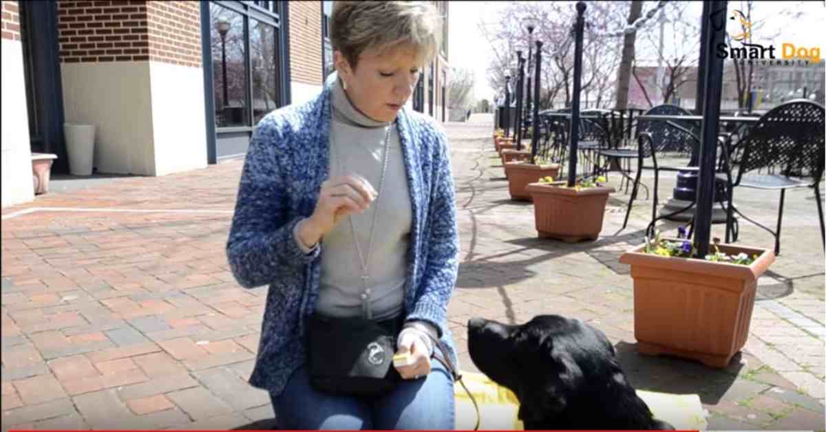 Featured image for “How to Teach Your Dog Leave It”