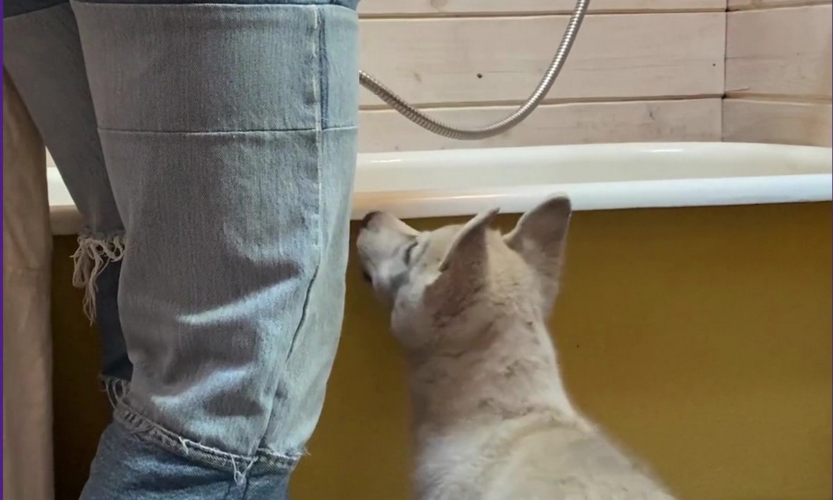 Featured image for “Introducing a Puppy to Bath Time”