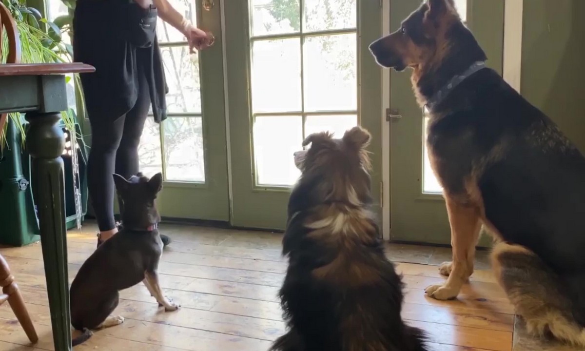 Featured image for “Multiple Dogs and Doors”