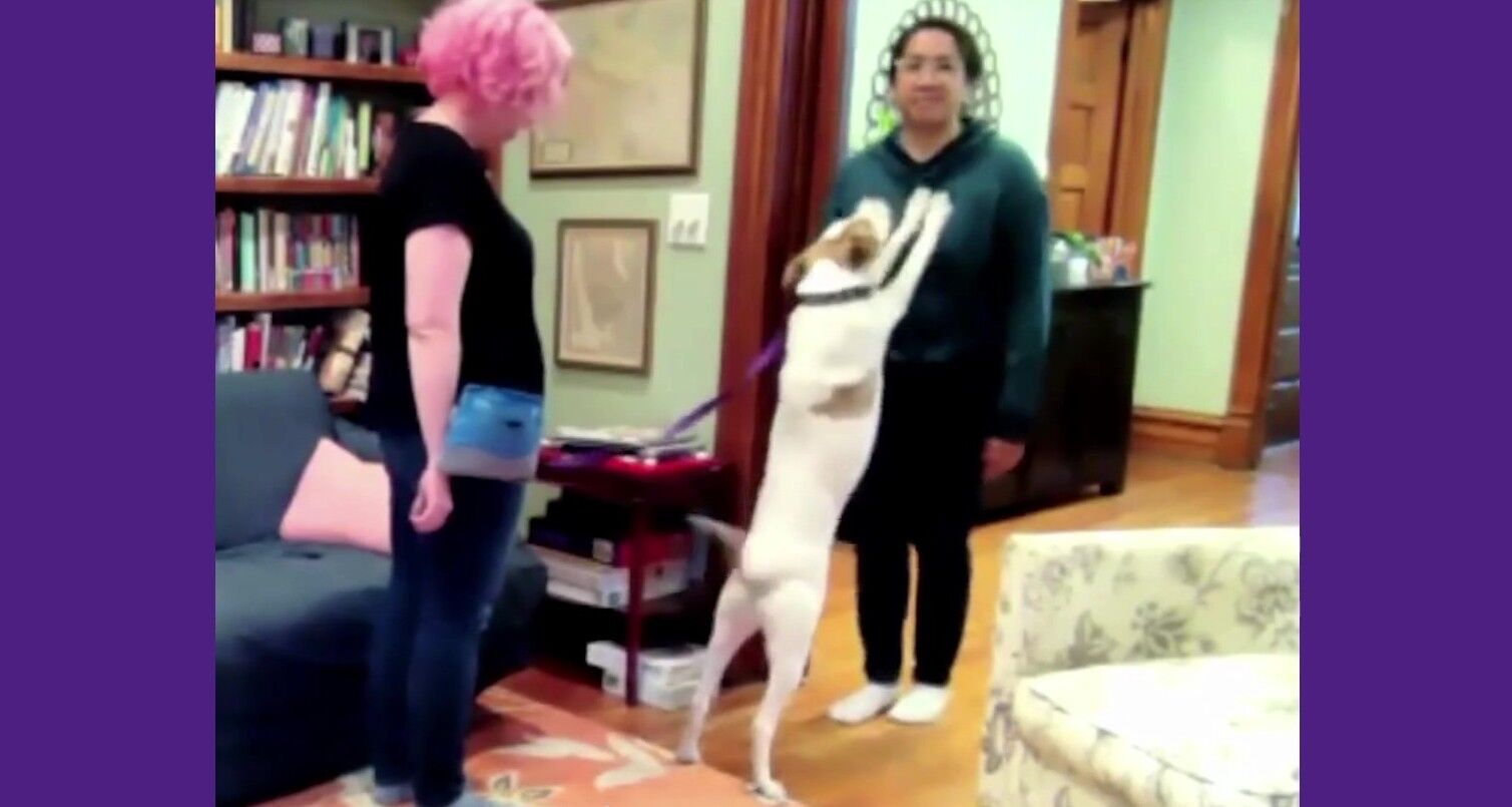 Featured image for “Helping a Dog That Jumps”