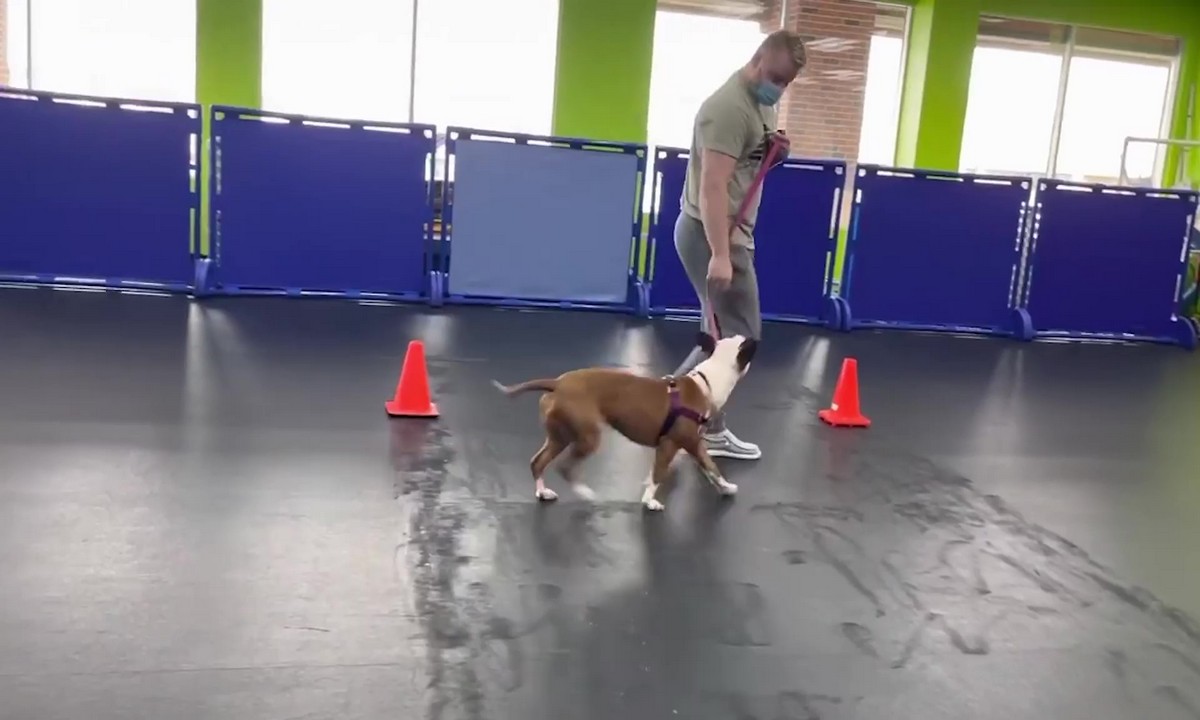 Featured image for “Teach Your Dog to Walk with You”