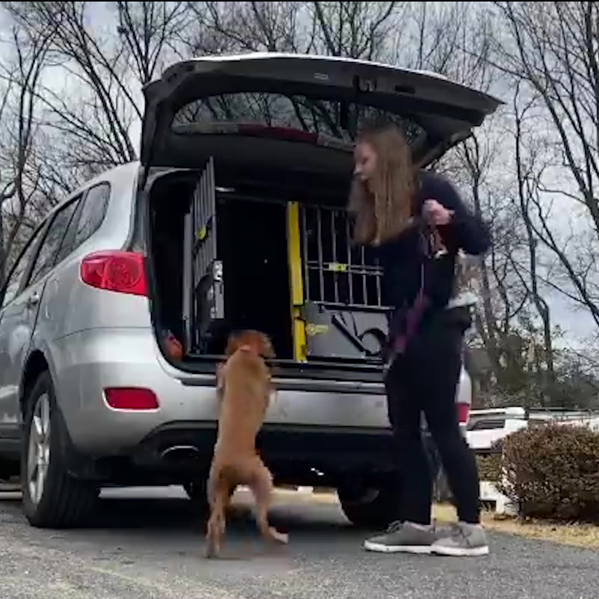 Featured image for “Target Training: Getting Into a Car”