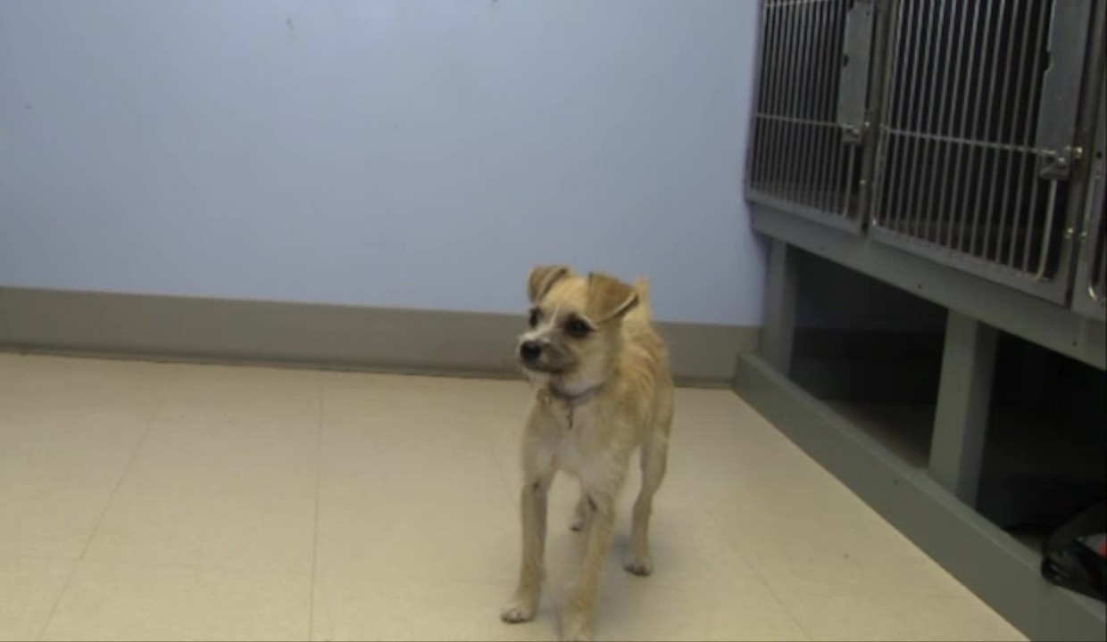 Featured image for “Building Confidence with Training”