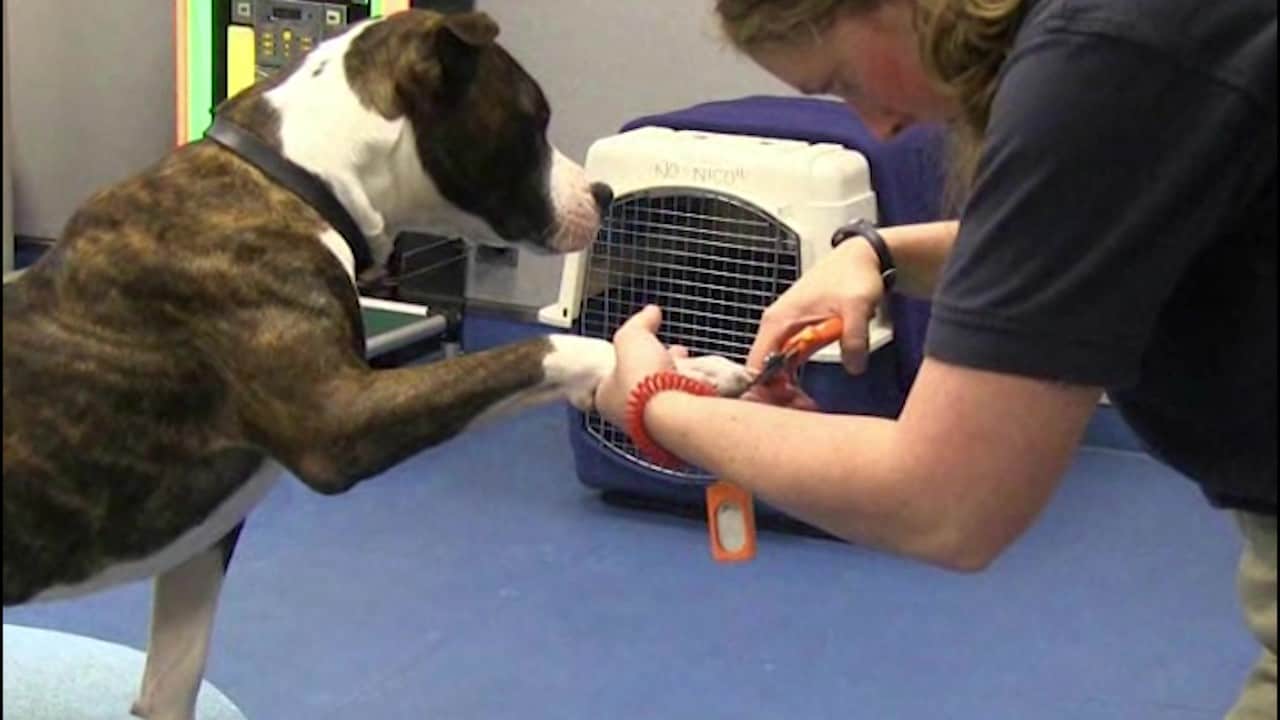 Featured image for “How to Teach Cooperative Nail Trims”