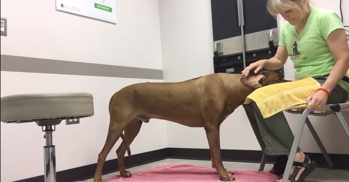 Featured image for “Chin Rest Behavior for Veterinary Care”