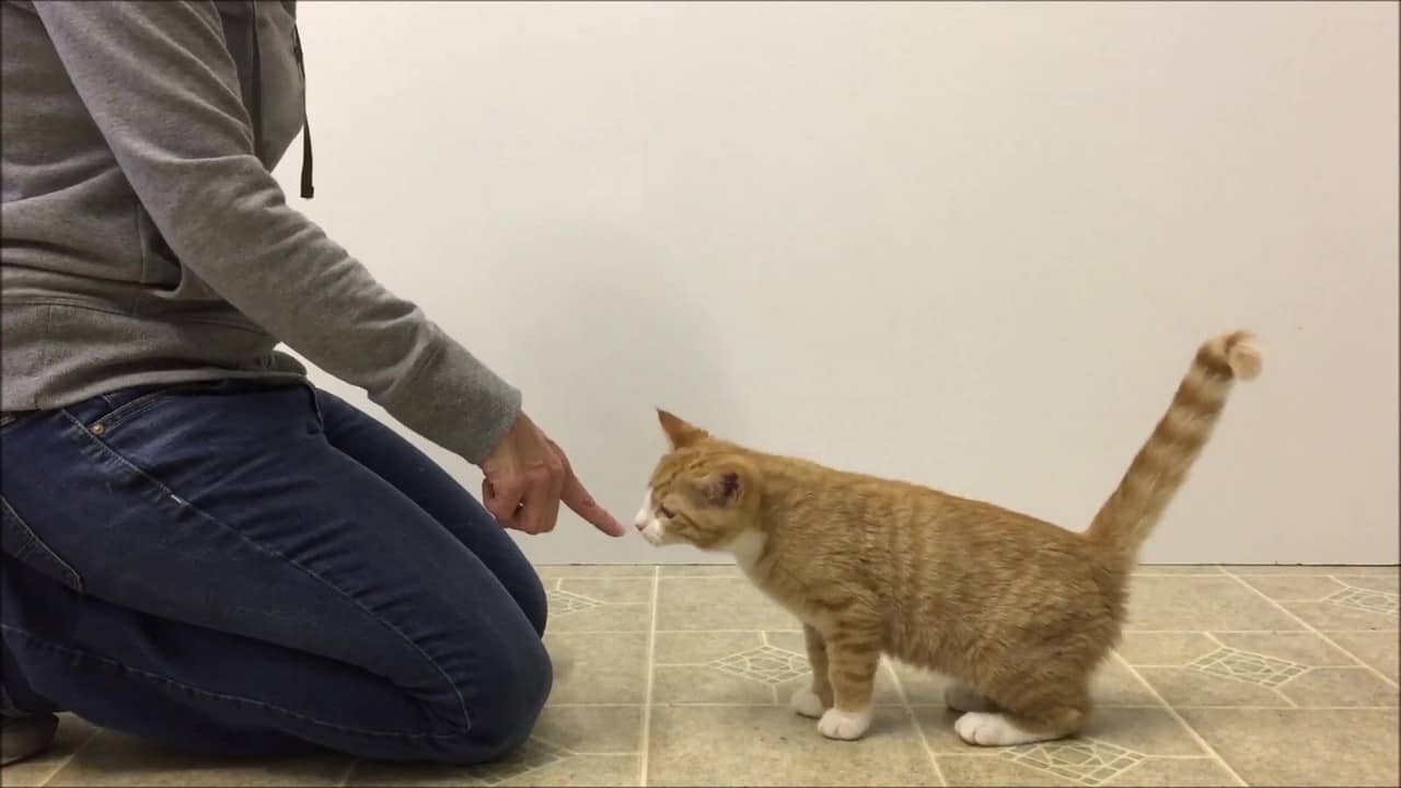 Featured image for “Teach Your Cat to Target”