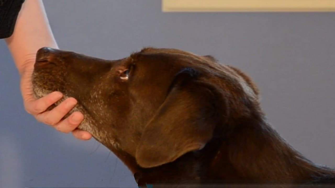 Featured image for “How to Teach a Chin Rest”