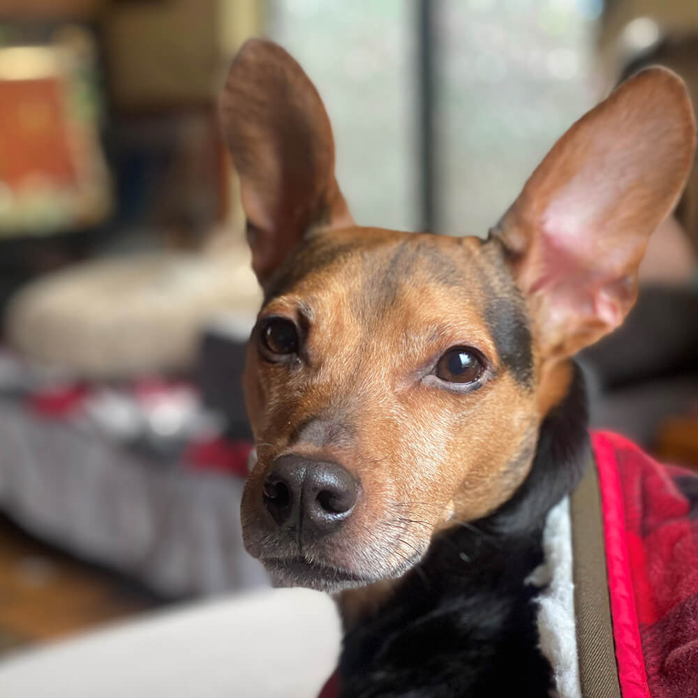 Click-to-Calm-Course-Karen-Pryor-Academy-Dog-Training-Courses-Video-Cover