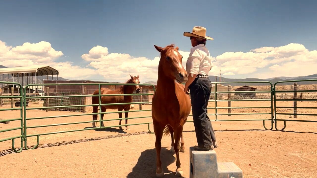 Featured image for “Clicker Training A Horse to Accept Weight”