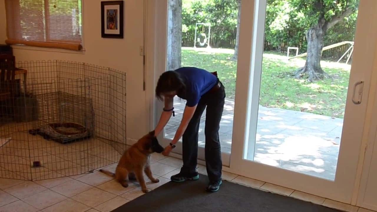 Featured image for “Teach Your Puppy to Enjoy Collar Handling”