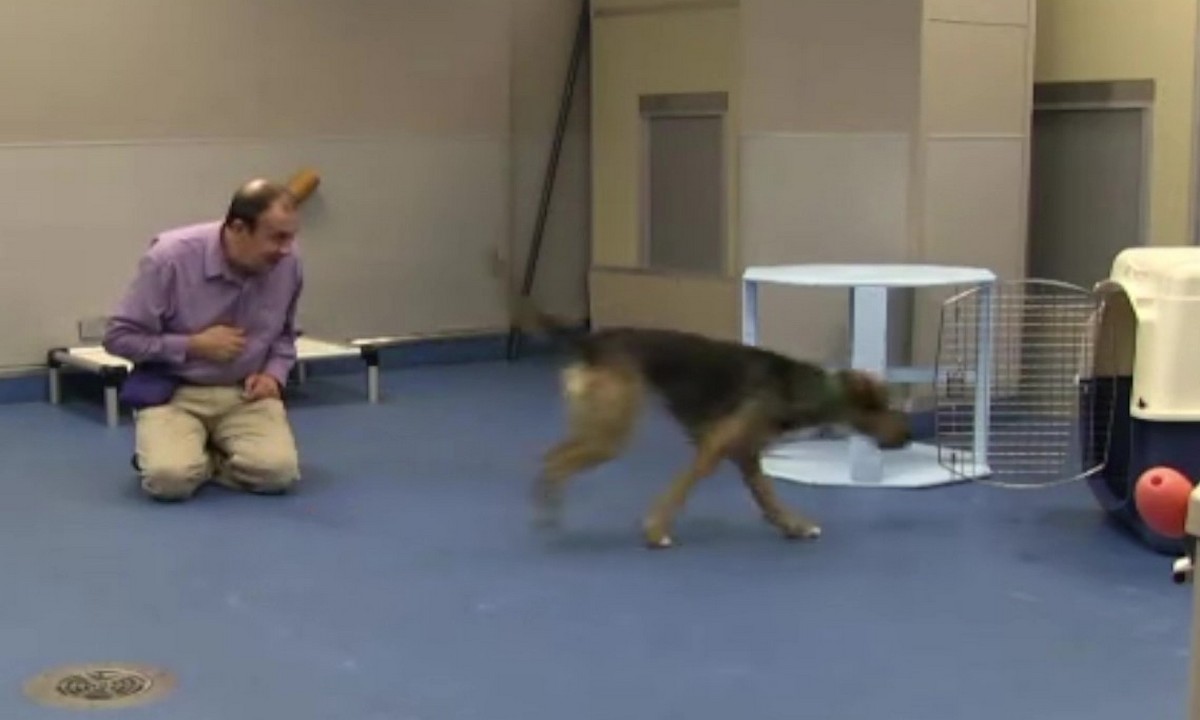 Featured image for “Concept Training in Action: Go to Crate”