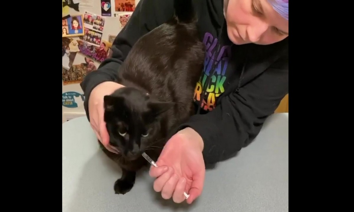 Featured image for “Cooperative Care for Cats”