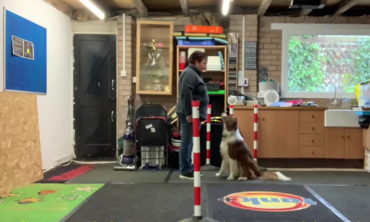 Featured image for “Teaching Verbal Cue Discrimination”