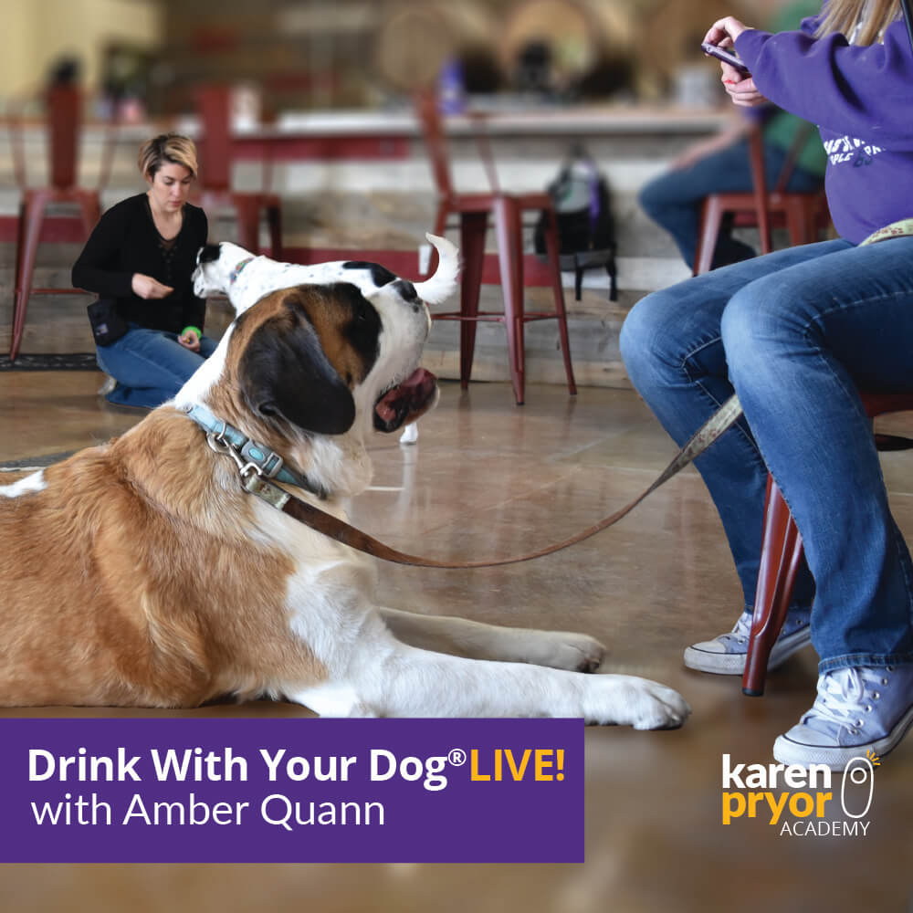 KPA Live Classes Drink with your dog live