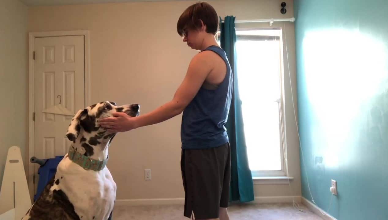 Featured image for “Teach Your Dog to Cheek Target”