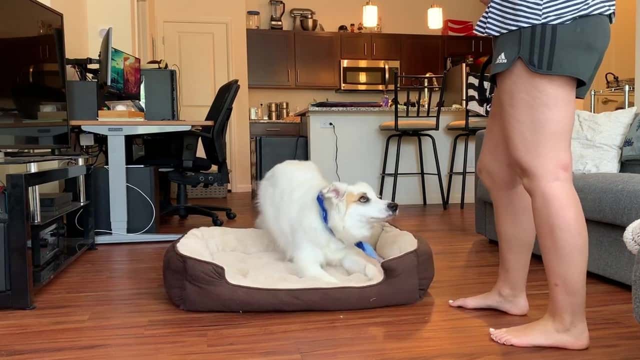 Featured image for “Teach Go to Place”