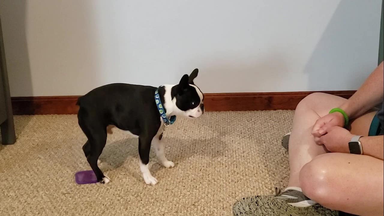 Featured image for “Teach Your Dog to Back Up to a Target”