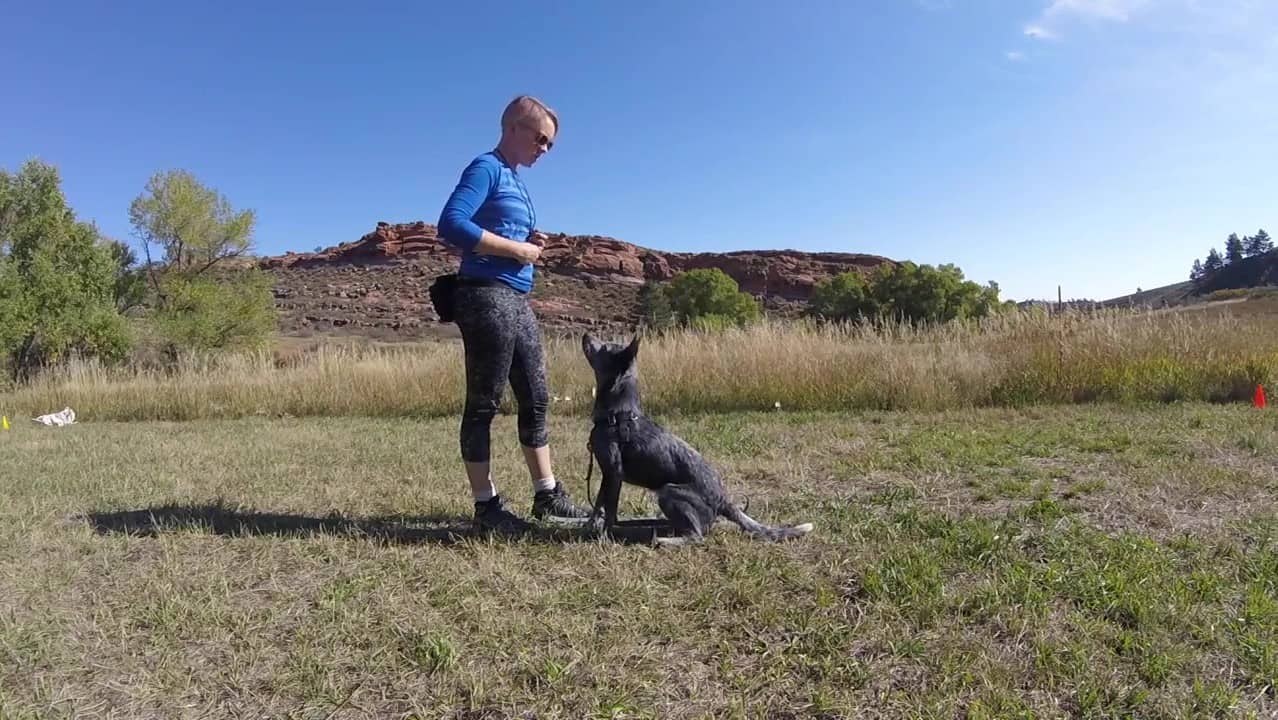 Featured image for “Sit: Adding the Cue”