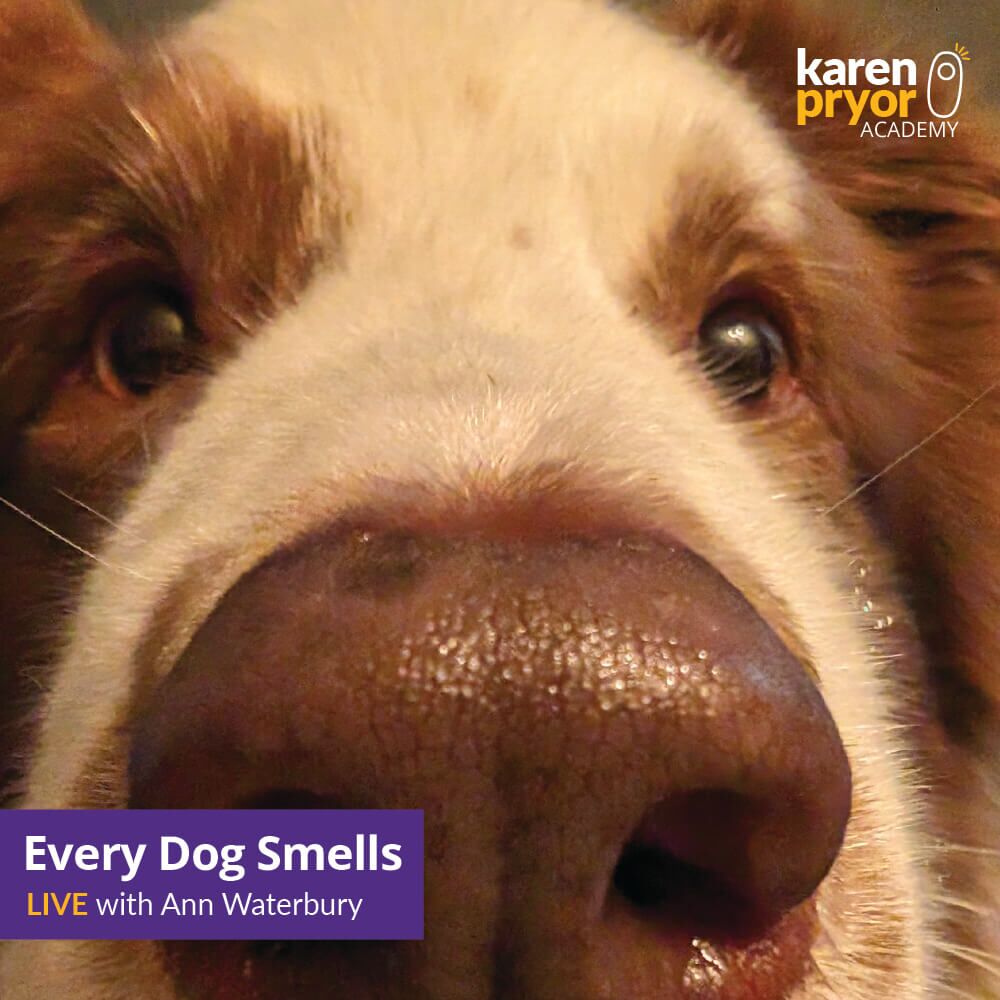 Every Dog Smells LIVE