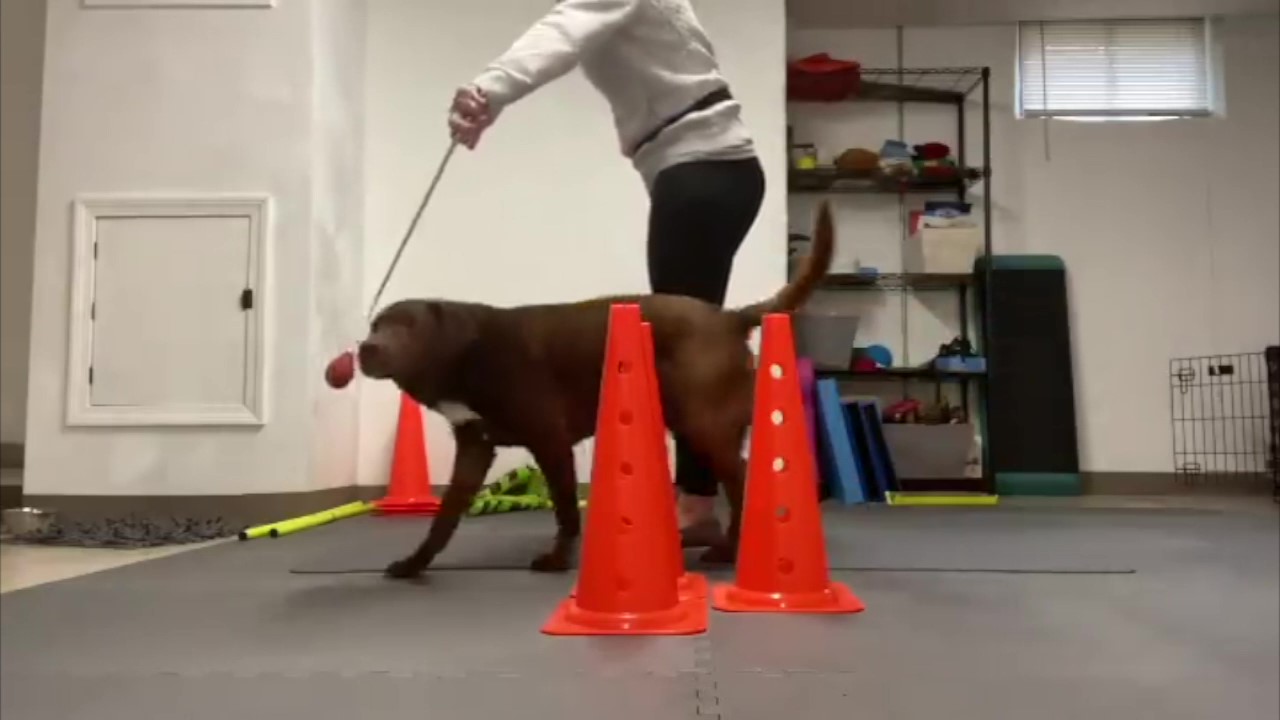 Featured image for “Expanding Your Dog’s Foundation Skills”