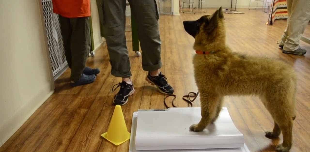 Featured image for “Puppy Socialization: Exploring New Surfaces”