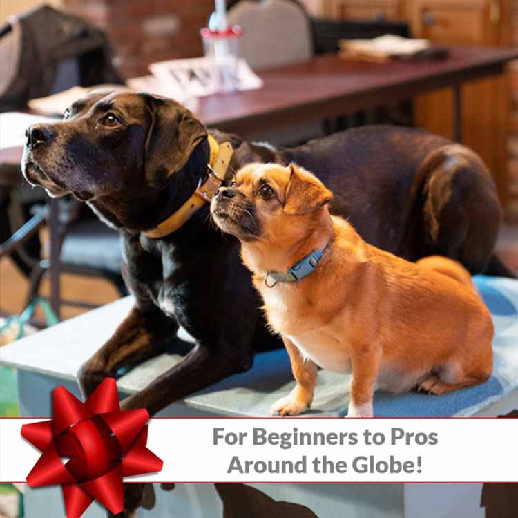 For Beginners to Pros Around the Globe