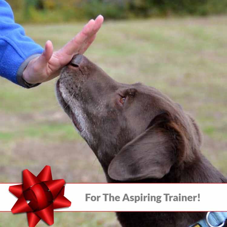 For the Aspiring Trainer