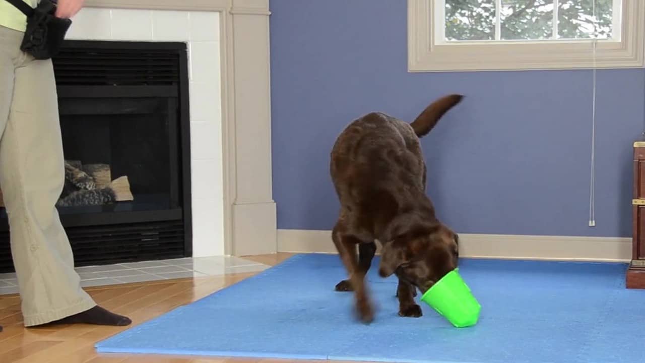 Featured image for “Training Games: Fun with a Beach Bucket”