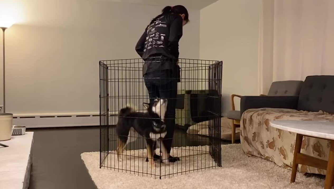 Featured image for “How to Teach Your Dog to Back Around You”