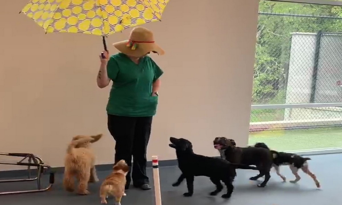 Featured image for “Fun and Functional Puppy Socialization”