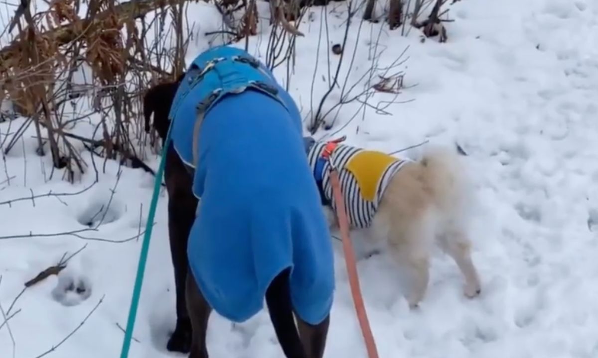 Featured image for “Introducing Dogs to Each Other”