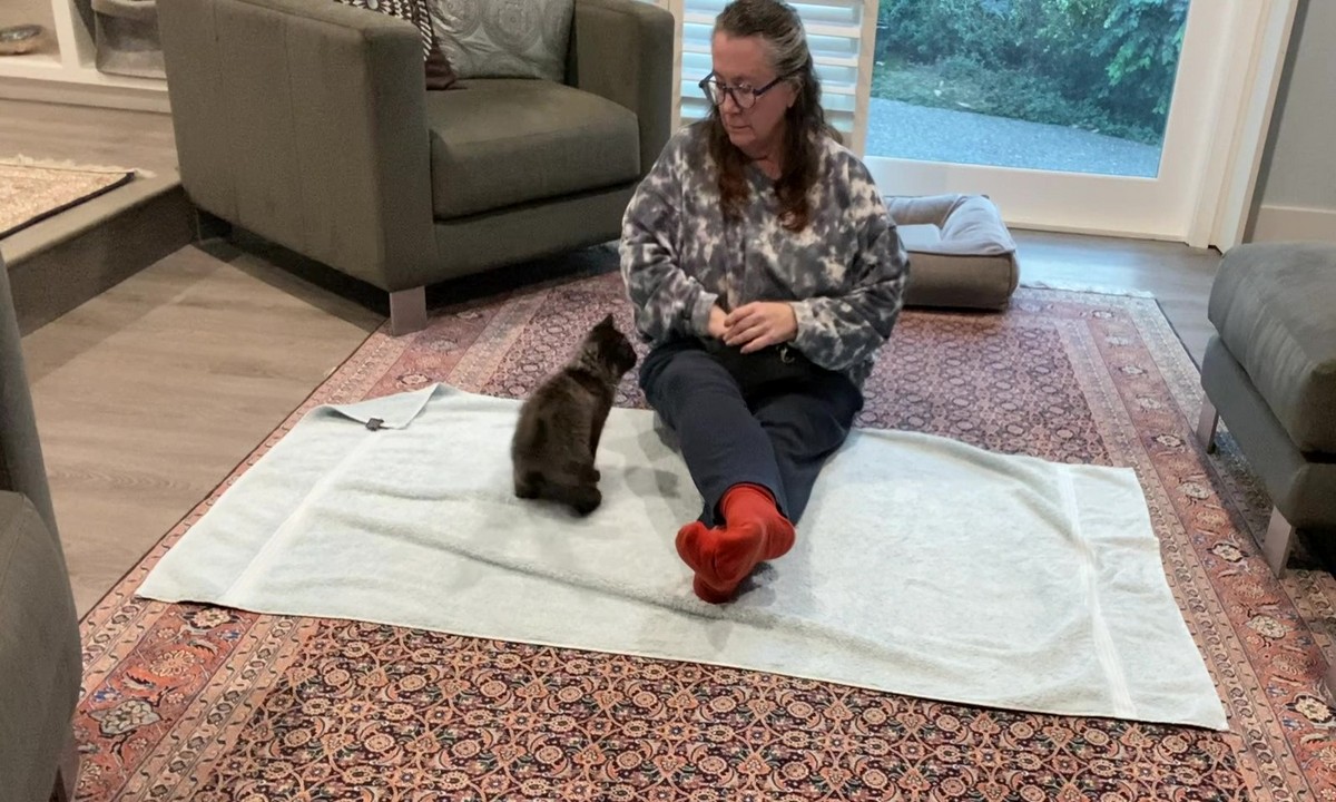 Featured image for “Yes, You Can Train Kittens!”