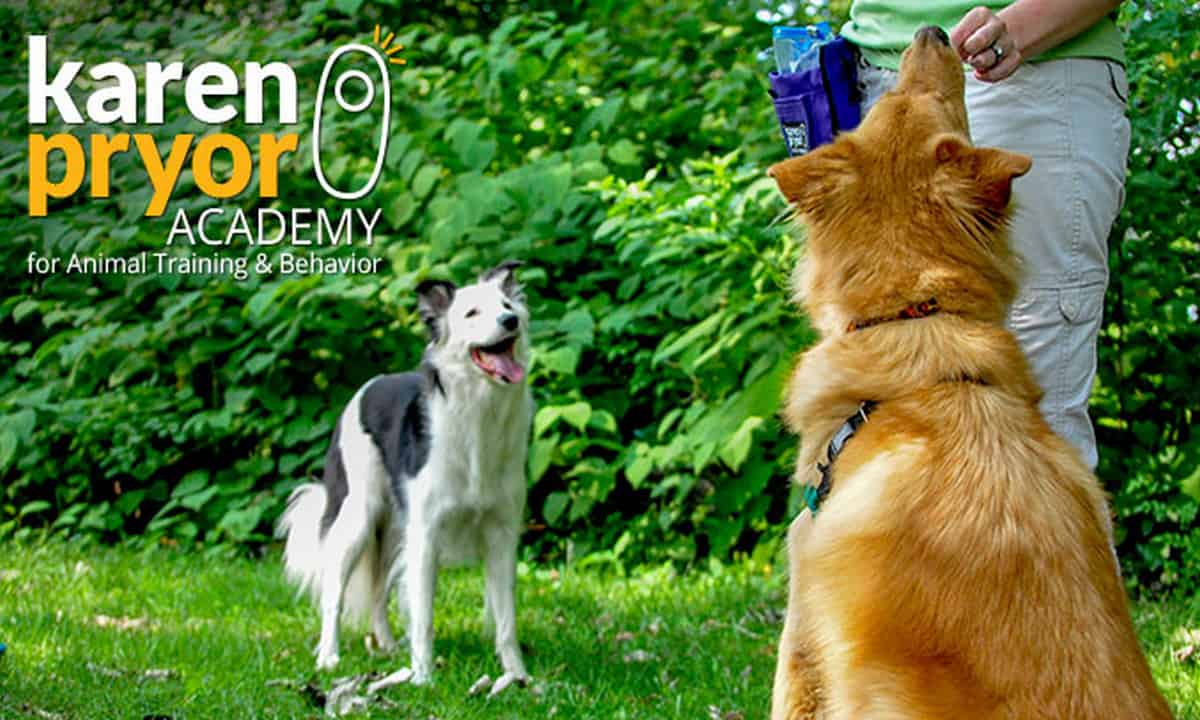 Featured image for “Karen Pryor Academy Announces Five New Faculty Members”