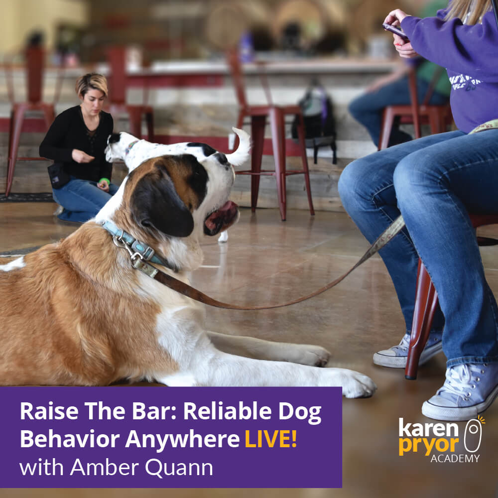 KPA Live Classes Drink with your dog 1000