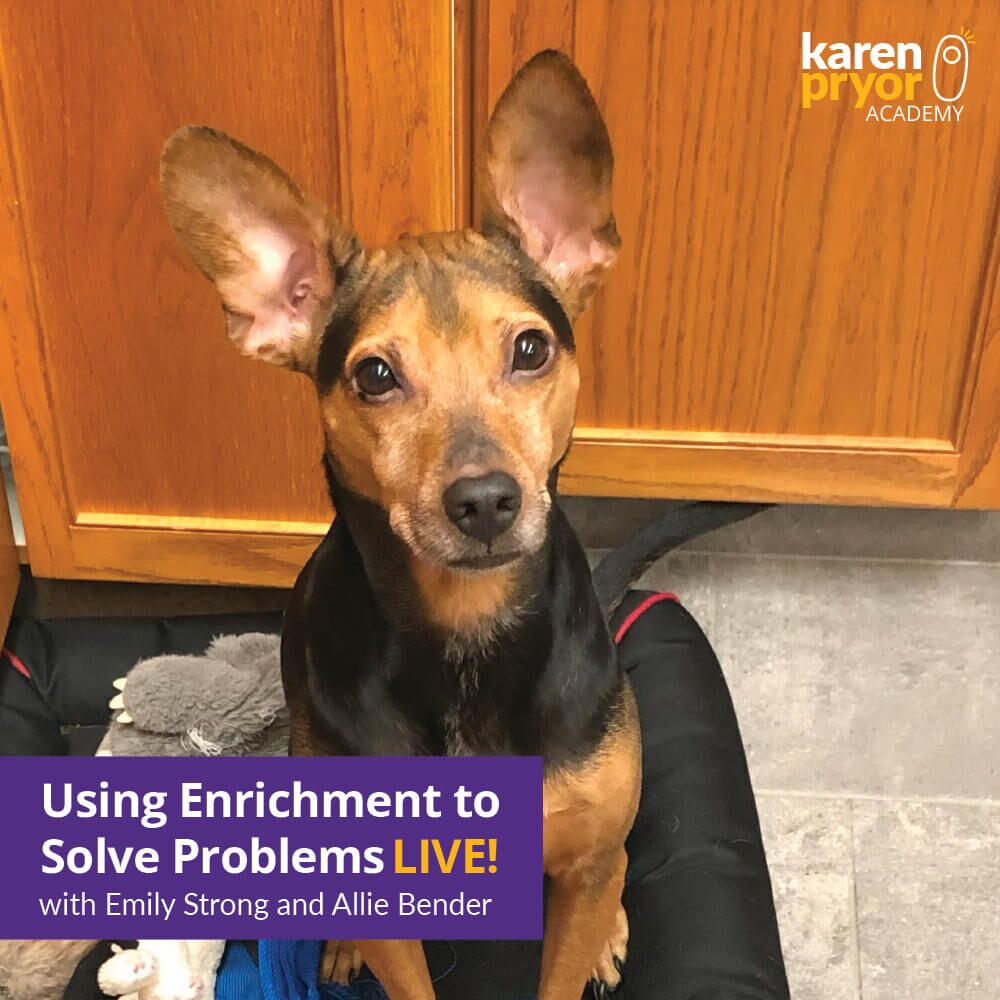 KPA-Live-Classes-Using-Enrichment-to-Solve-Problems