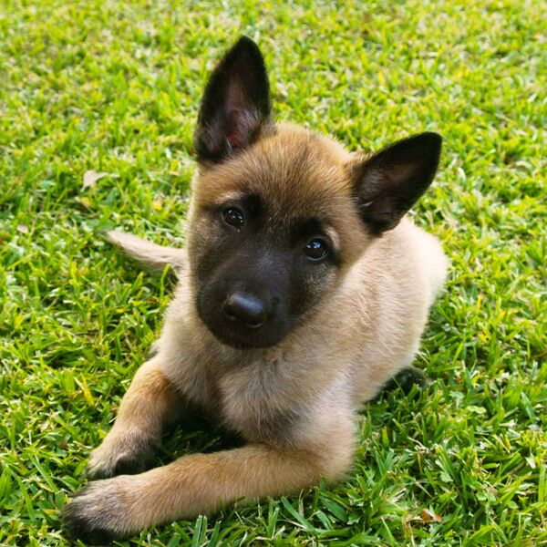 KPA-Puppy-Start-Right-Online-Thumb