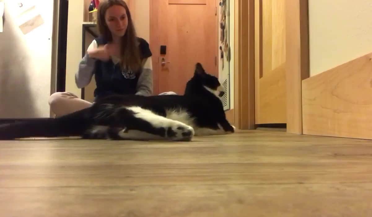 Featured image for “Training Another Species to Become a Better Dog Trainer”