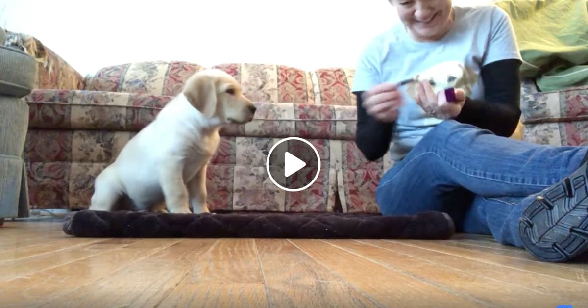 Featured image for “Teach Settle on a Mat”