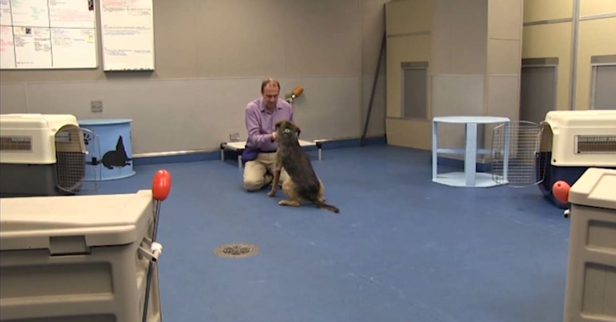 Featured image for “Teach Your Dog Directionals”