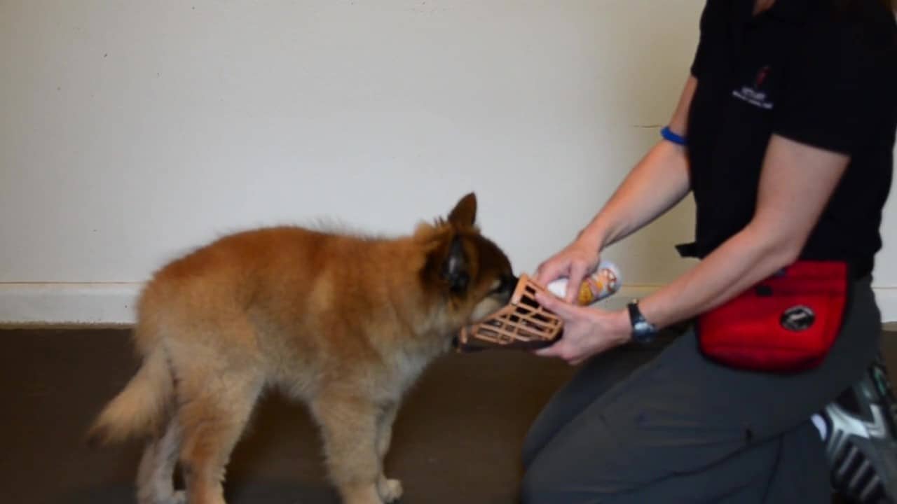 Featured image for “Teach a Puppy to Enjoy a Muzzle”